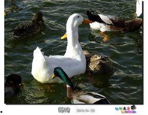 鸭王电影在线观看,在线观看,笑中带泪的喜剧盛宴 第2张 鸭王电影在线观看,在线观看,笑中带泪的喜剧盛宴 第2张